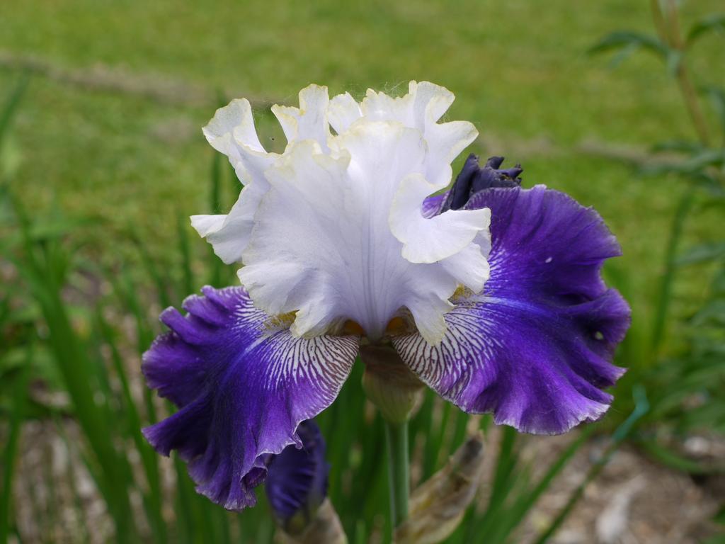 Iris d'Allemagne, Iris barbu Iris germanica slovake prince