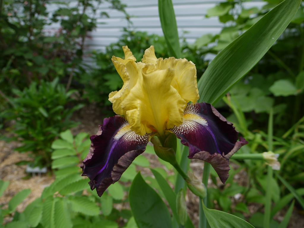 Iris d'Allemagne, Iris barbu Iris germanica jamaican dream
