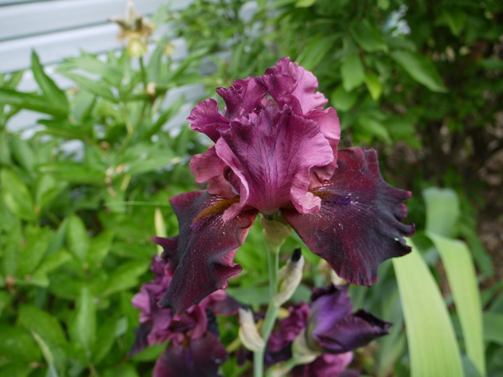 Iris d&rsquo;Allemagne, Iris barbu, Iris germanica 'compagny red'