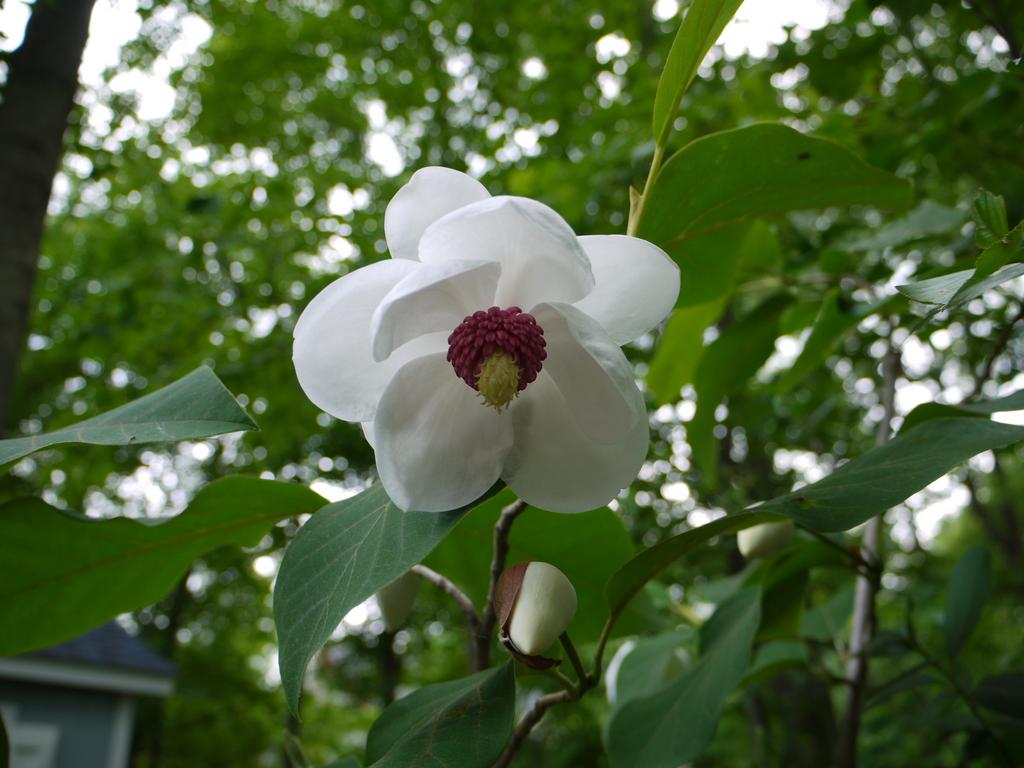 Magnolia sieboldii Colossus