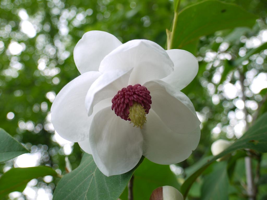 Magnolia sieboldii Colossus