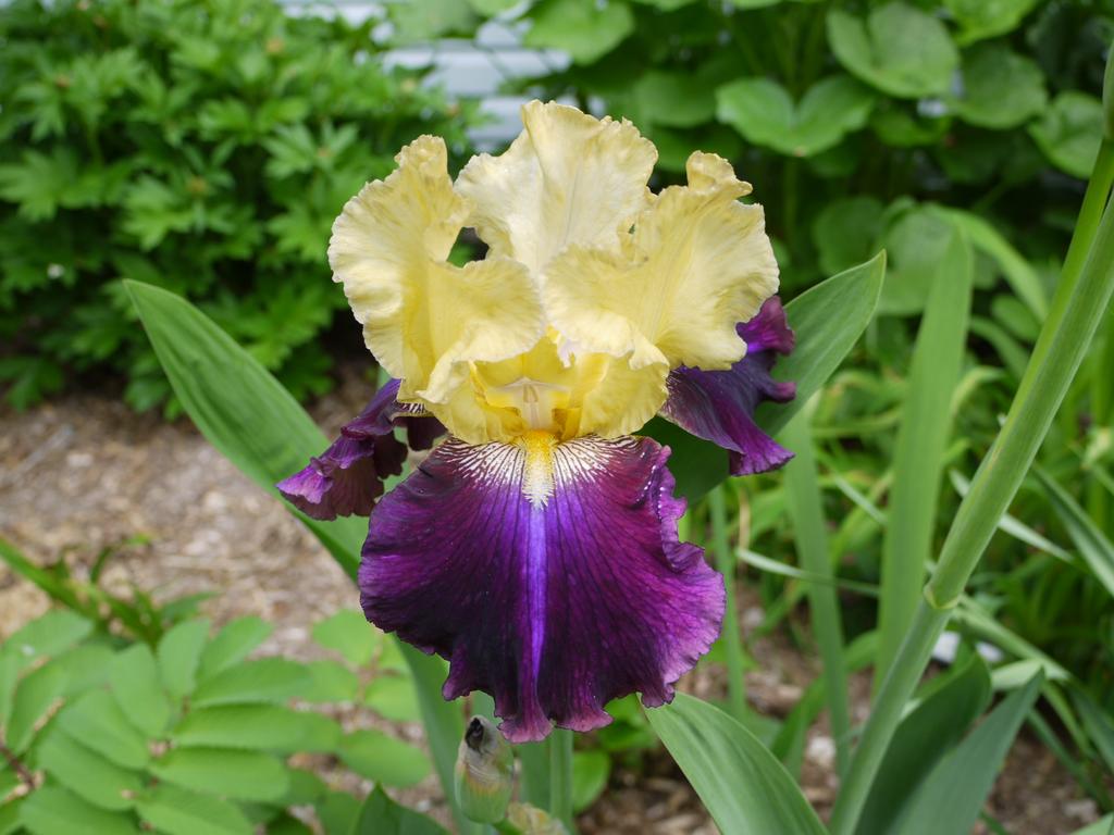 Iris d&rsquo;Allemagne, Iris barbu, Iris germanica 'jamaican dream'