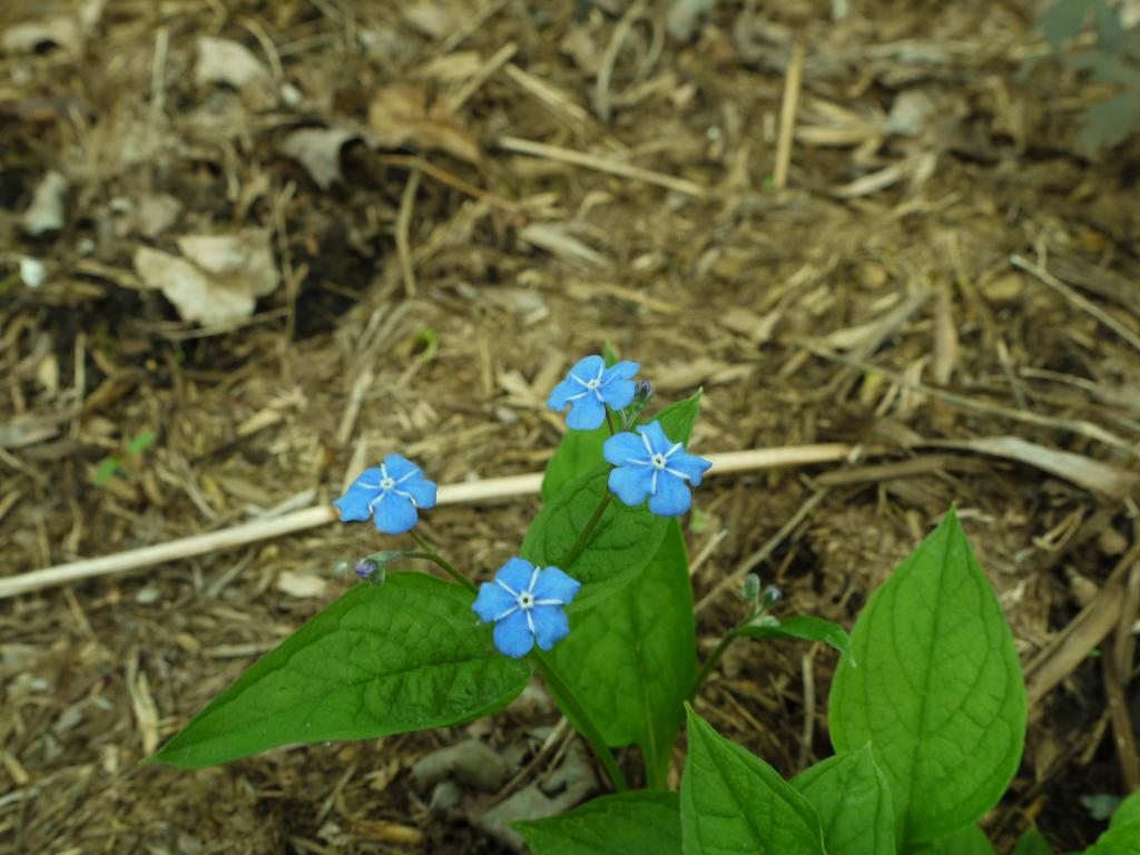 Omphalodes du printemps, Petite Bourrache printani&egrave;re, Omphalodes verna 'grandiflora'