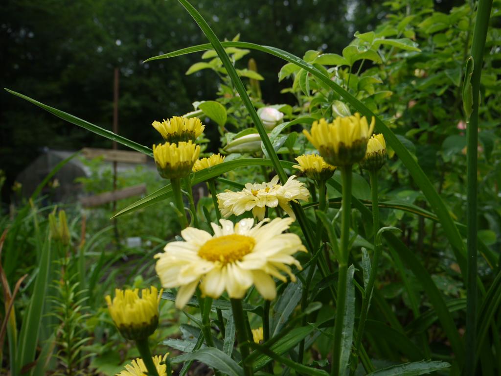 Marguerite, Marguerite, Leucanthemum ×superbum 'Real Sunbeam'