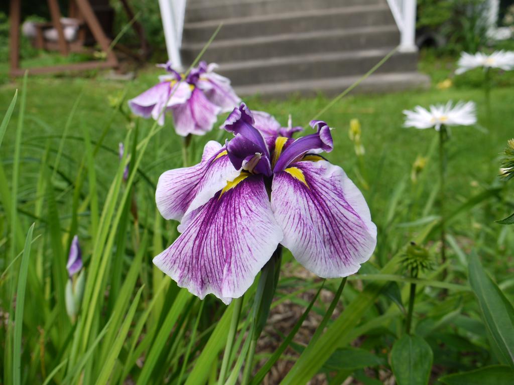 Iris kaempferi Iris ensata flashing koi
