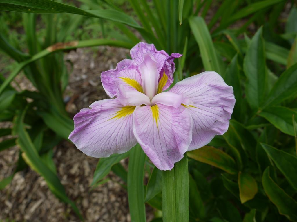Iris kaempferi Iris ensata pinkerton.