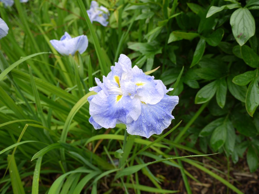 Iris kaempferi Iris ensata lake effect