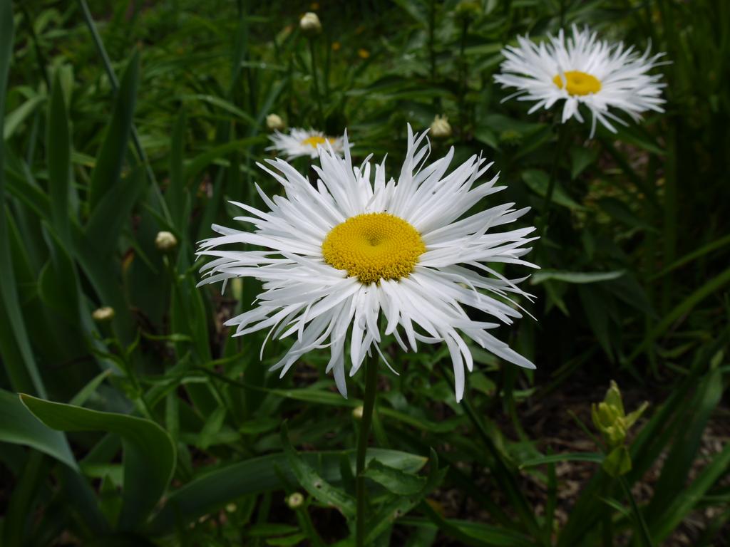 Marguerite, Marguerite, Leucanthemum ×superbum 'phyllis smith'