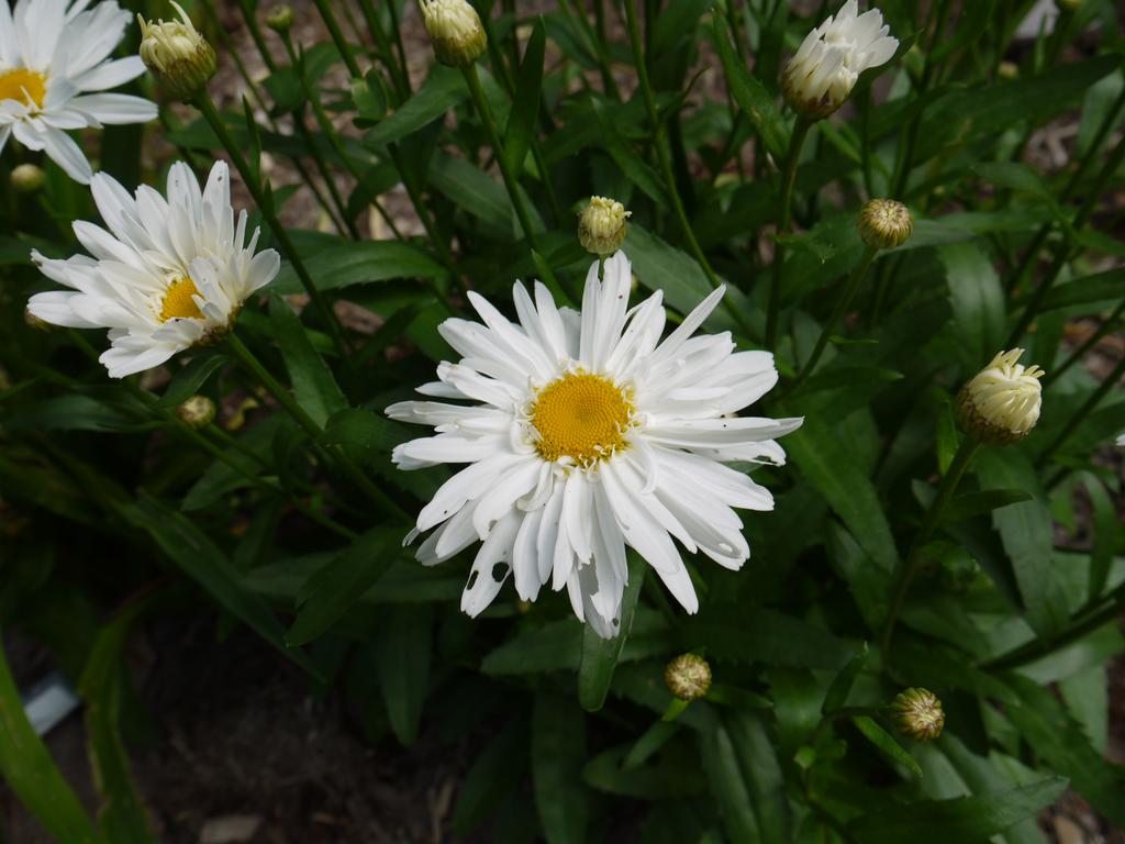 Marguerite, Marguerite, Leucanthemum ×superbum 'whoops a daisy'