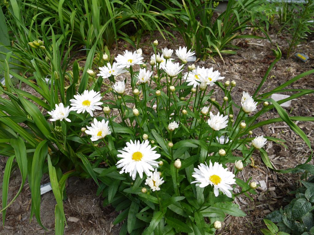 Marguerite, Marguerite, Leucanthemum ×superbum 'whoops a daisy'