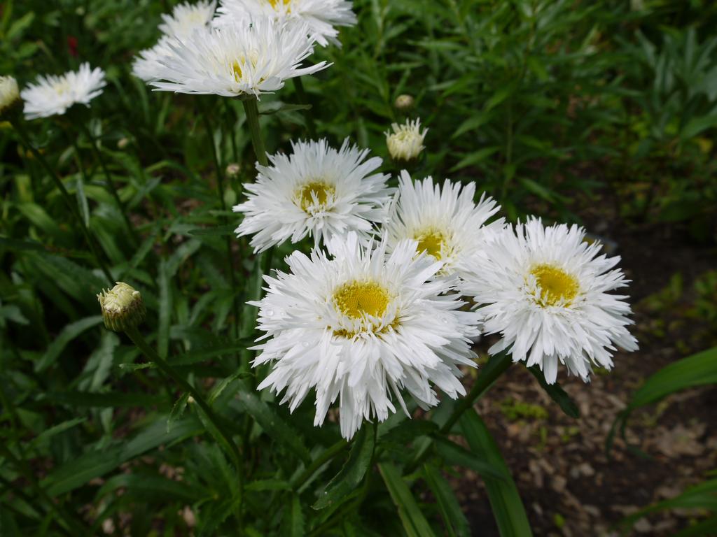 Marguerite, Marguerite, Leucanthemum ×superbum 'sunny side up'