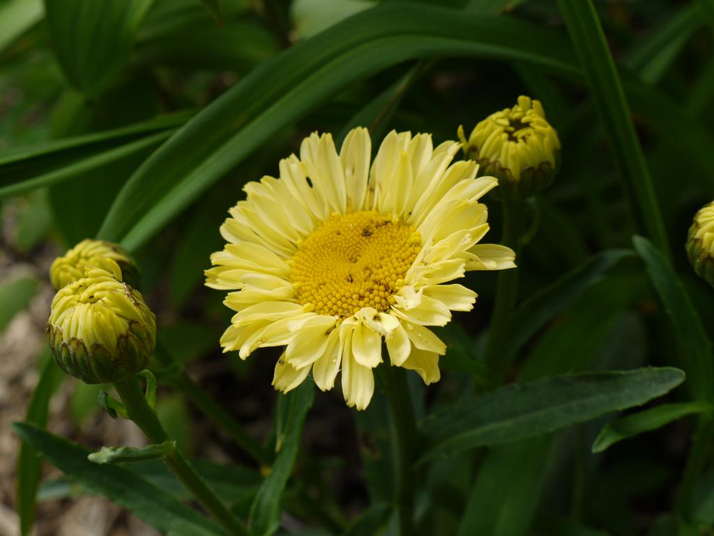 Marguerite, Marguerite, Leucanthemum ×superbum 'real sumbeam'