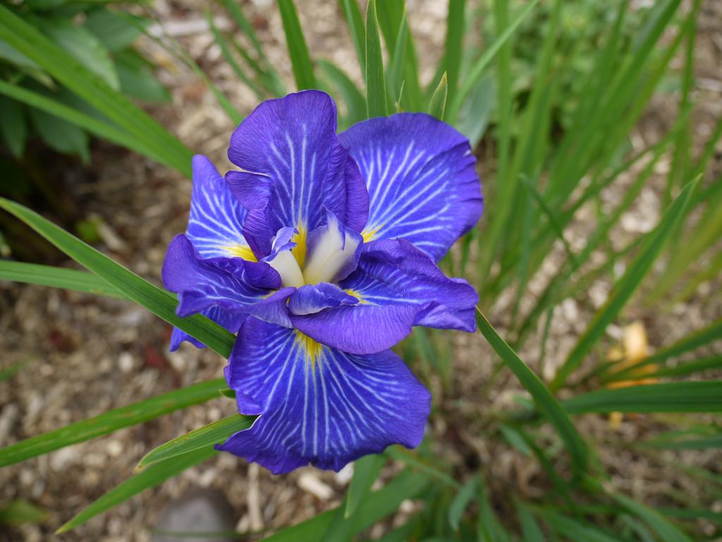 Iris kaempferi, Iris ensata 'silver cascade'