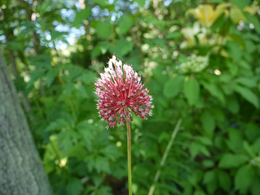 Ail, Allium 'red mohican'