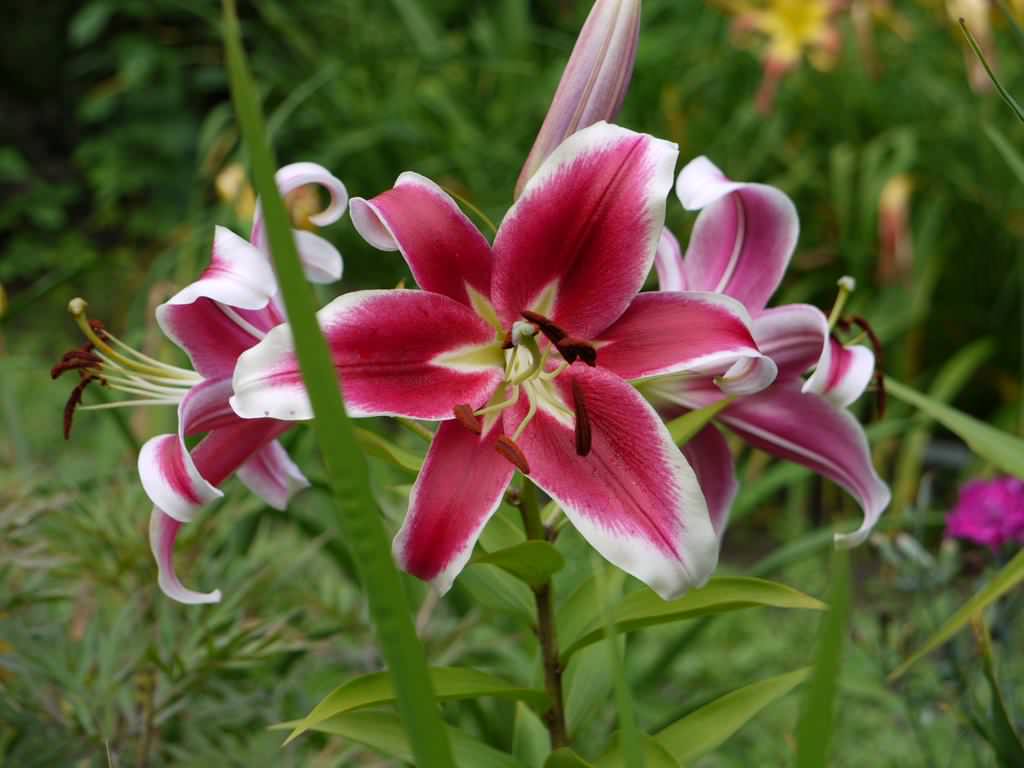 Lys Oriental x Trumpet Lilium ×orienpet flashpoint