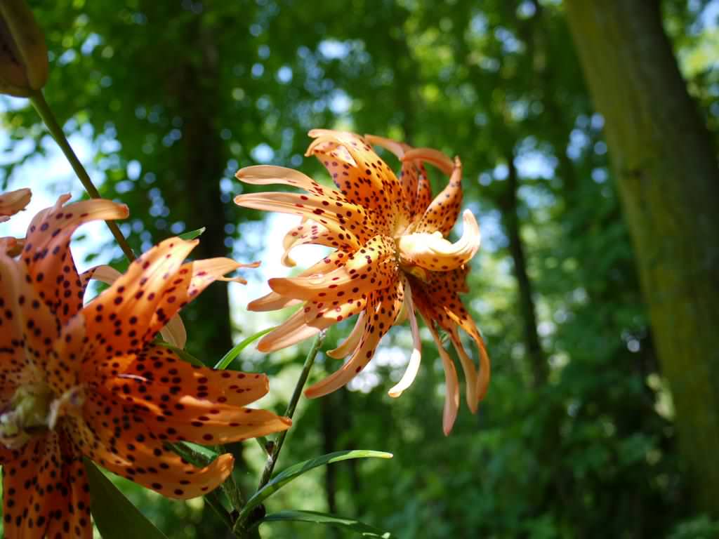 Lys, Lis tigr&eacute;, Lilium lancifolium, Lilium tigrinum 'flore pleno'