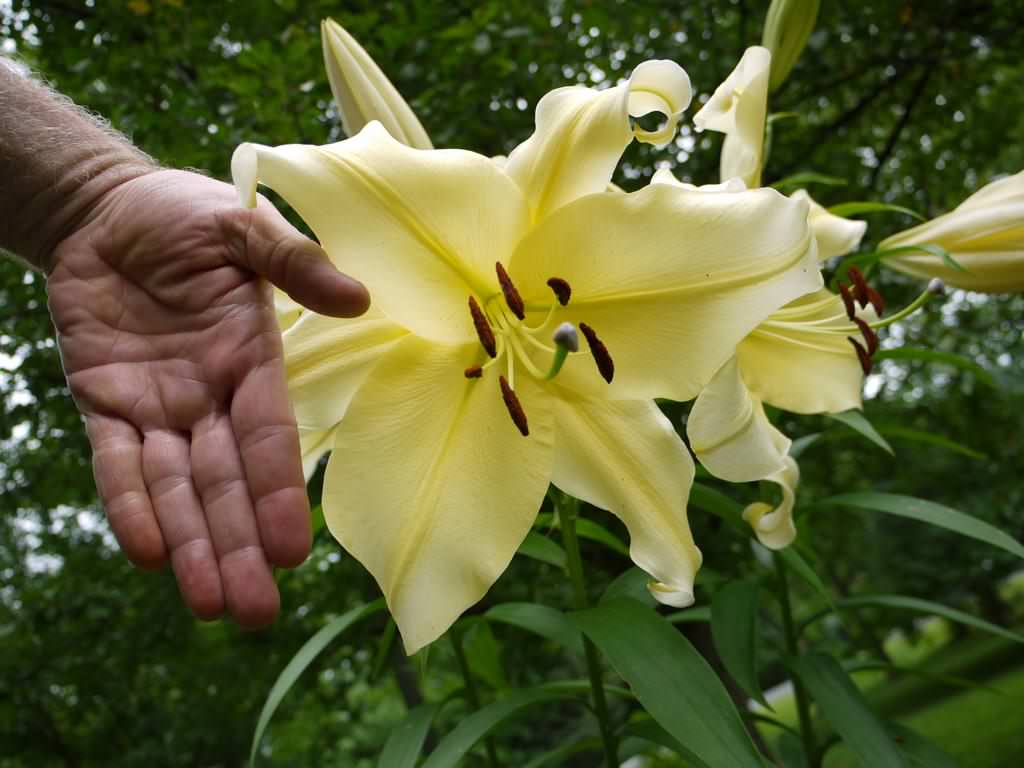Lys, Oriental x Trumpet, Lilium ×orienpet 'big brother'