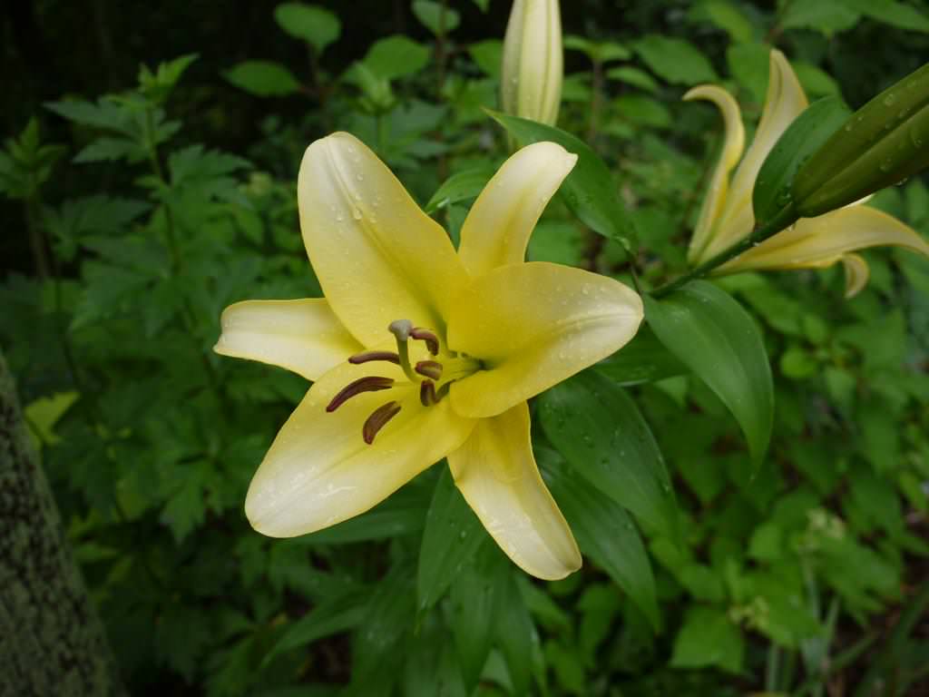 Lys, Oriental x Trumpet, Lilium ×orienpet 'outback'