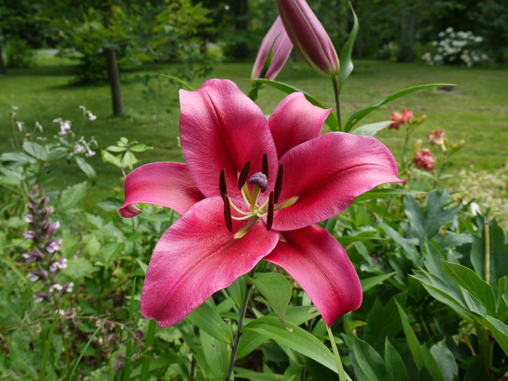 Lys Oriental x Trumpet Lilium ×orienpet esta bonita