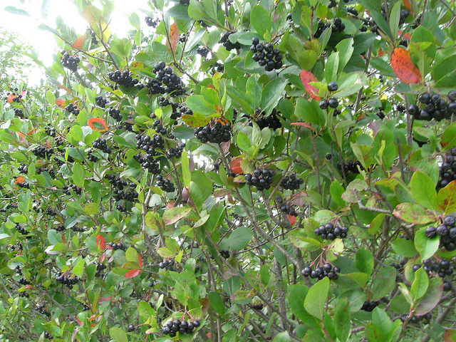 Aronie, Aronie &agrave; fruits noirs, Aronia noir, Aronia &agrave; fruits noirs, Aronia melanocarpa 