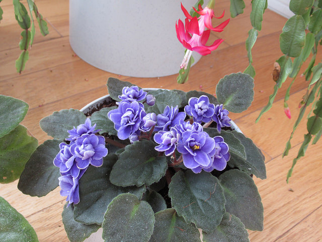 Violette africaine, violette du Cap, Saintpaulia 'Ness crinkle blue'