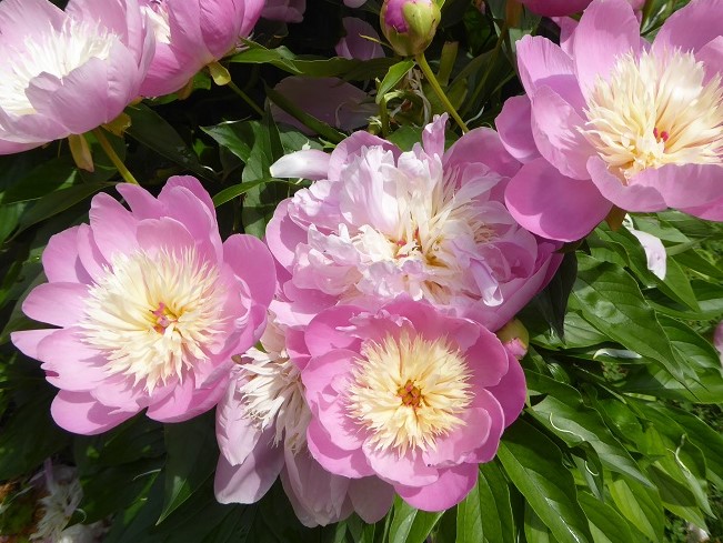 Pivoine, Pivoine de Chine, Paeonia lactiflora 'Bowl of Beauty'