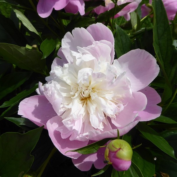 Pivoine, Pivoine de Chine, Paeonia lactiflora 'Bowl of Beauty'
