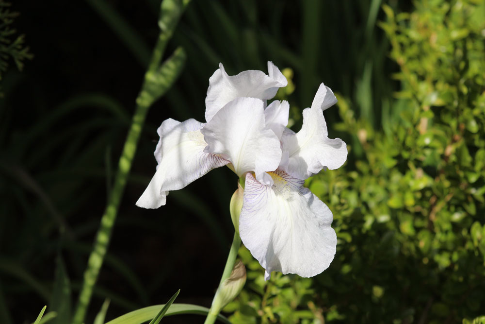 Iris ×barbata 'first snow'