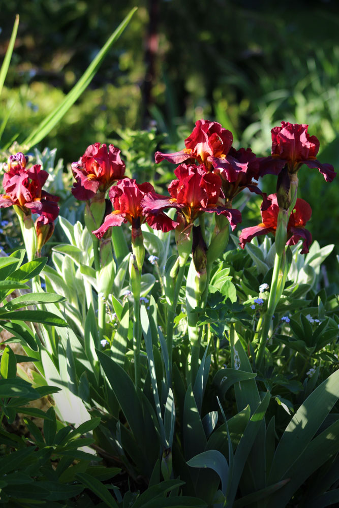 Iris d&rsquo;Allemagne, Iris barbu, Iris germanica 'Quickfire'