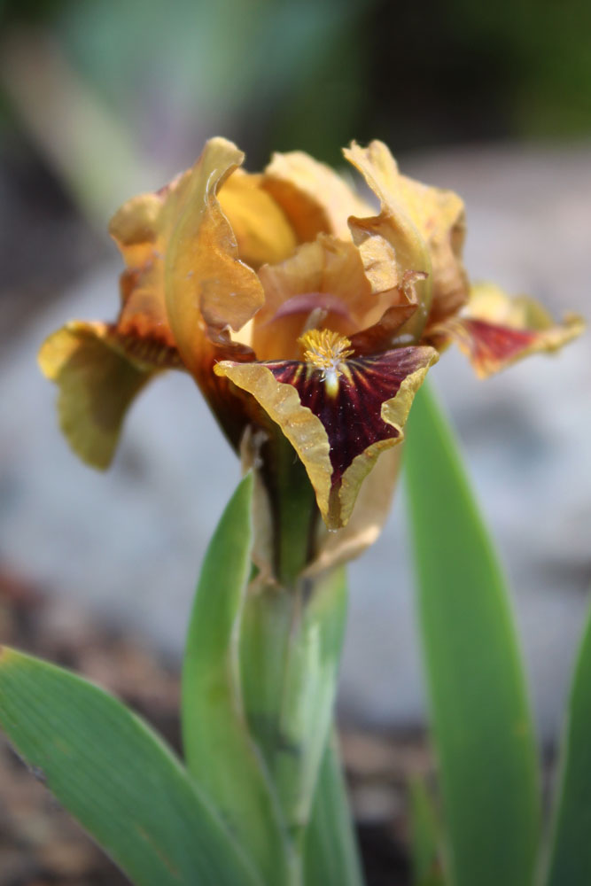 Iris d'Allemagne, Iris barbu Iris germanica Spot of tea
