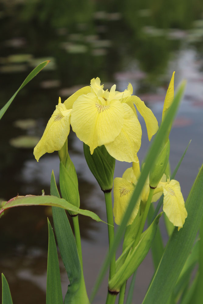 L&rsquo;iris des marais, iris faux acore, iris jaune, Iris pseudacorus 'Bastardii'