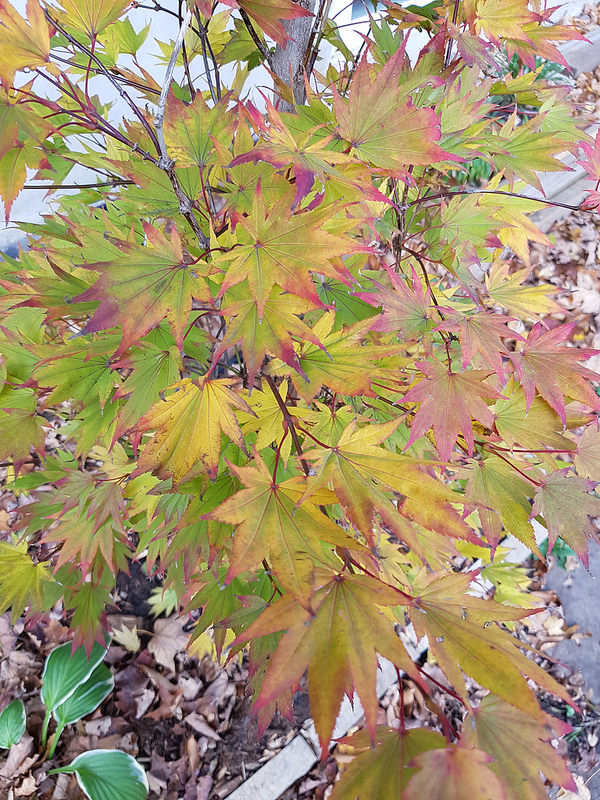 Érable Érable du japon doré Acer shirasawanum Autumn Moon