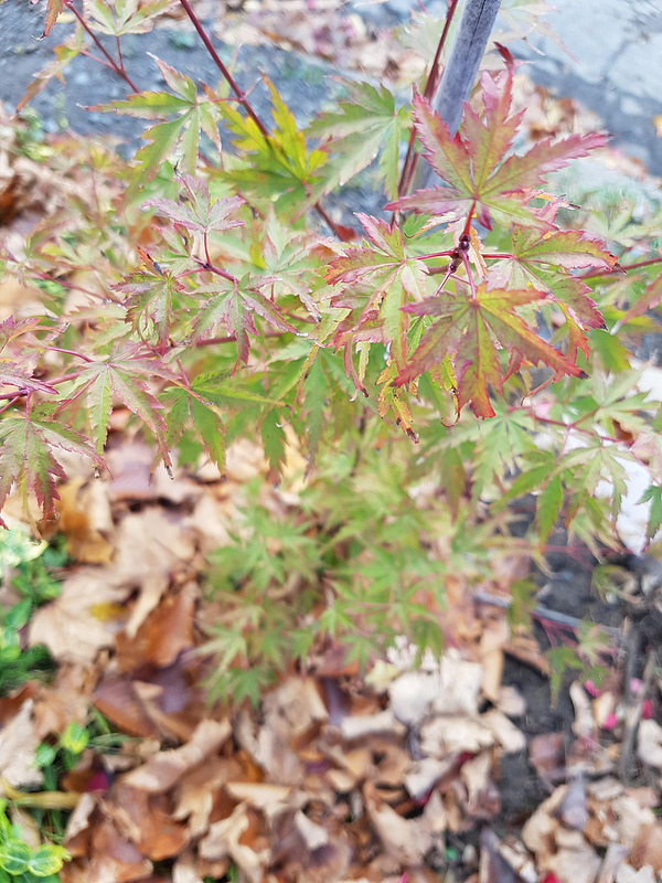 Érable Érable palmé, Érable japonais Acer palmatum Wou Nishiki