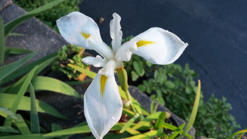 Iris kaempferi Iris ensata blanc