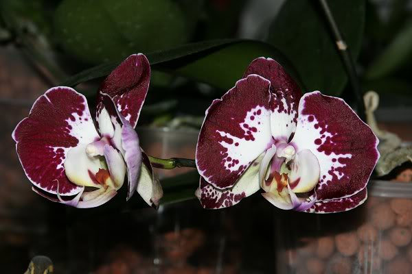 Orchid&eacute;e, phal., Phalaenopsis 'Jiuhbao Fairy'