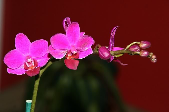 Orchidée, phal. Phalaenopsis Purple Jewel