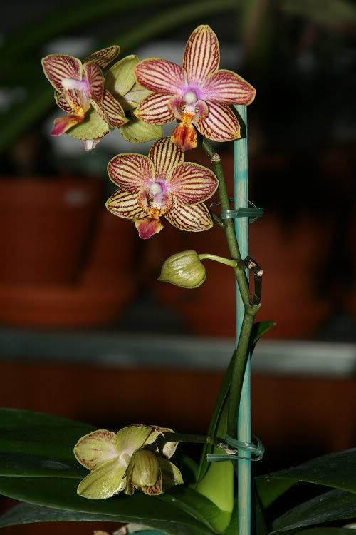 Orchid&eacute;e, phal., Phalaenopsis 'Chengruey Falstaff'