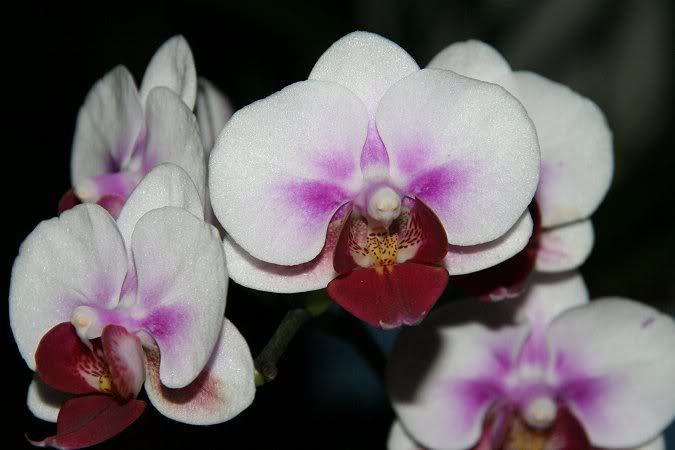 Orchid&eacute;e, phal., Phalaenopsis 'Fangjou Kitty'