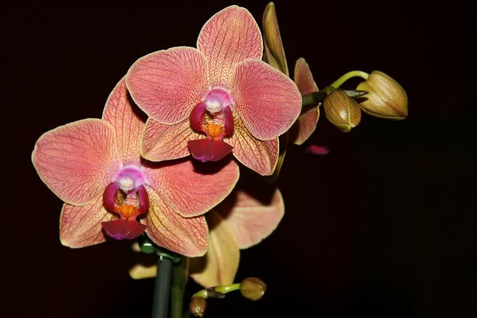 Orchidée, phal. Phalaenopsis Copper Irene's Fire