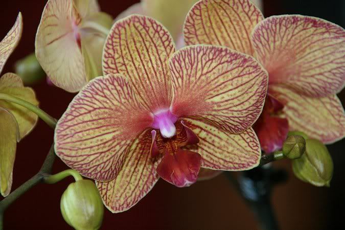 Orchid&eacute;e, phal., Phalaenopsis 'Baldan&rsquo;s Kaleidoscope'