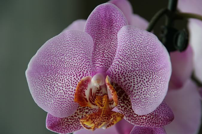 Orchidée, phal. Phalaenopsis Rousseline