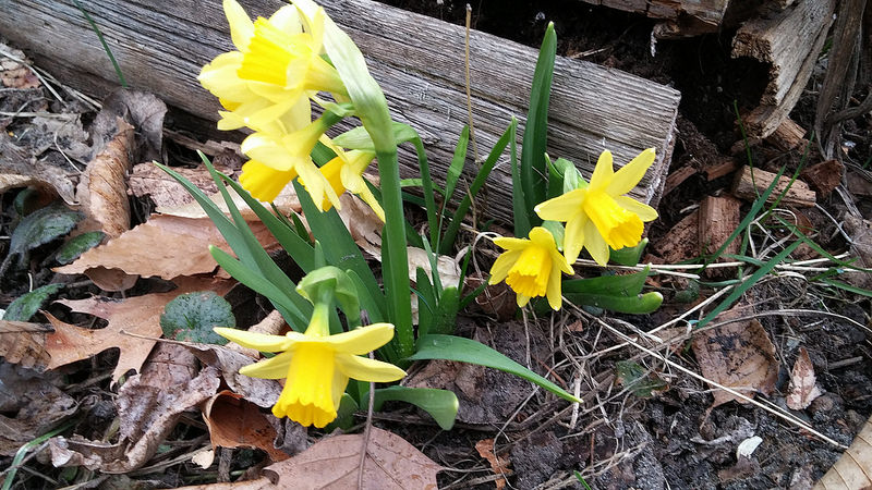 Narcisse, Narcissus ×cyclamineus 'T&ecirc;te&#8211;&agrave;&#8211;t&ecirc;te'