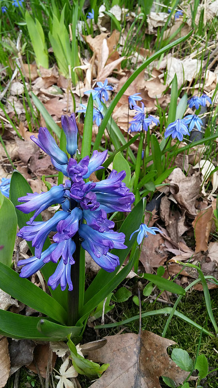 Jacinthe Jacinthe d'Orient Hyacinthus orientalis Delft Blue