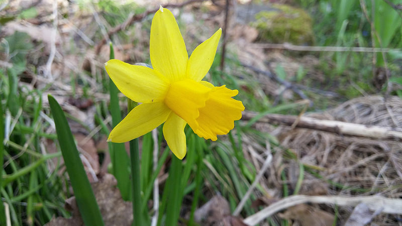 Narcisse, Narcissus ×cyclamineus 'T&ecirc;te&#8211;&agrave;&#8211;T&ecirc;te'