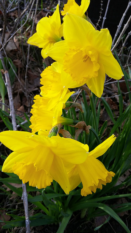 Narcisse Narcissus Dutch Master