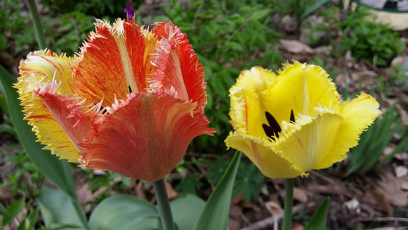 Tulipe, tulipes, Tulipa 'Fringed Rhapsody'
