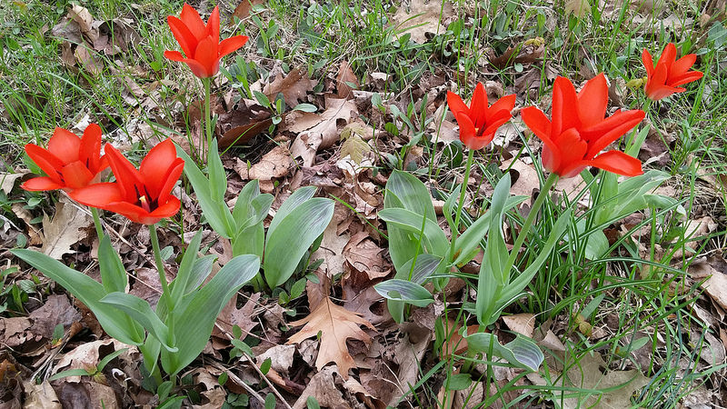 Tulipe, tulipes, Tulipa greigii '&rsquo;Red Riding Hood&rsquo;'