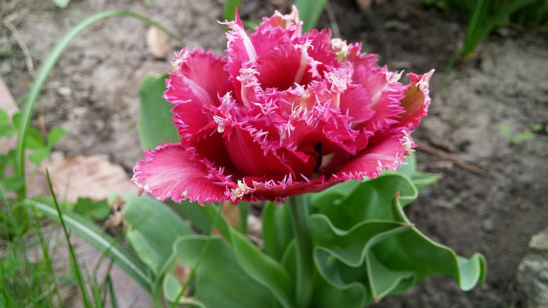 Tulipe, tulipes Tulipa Mascotte