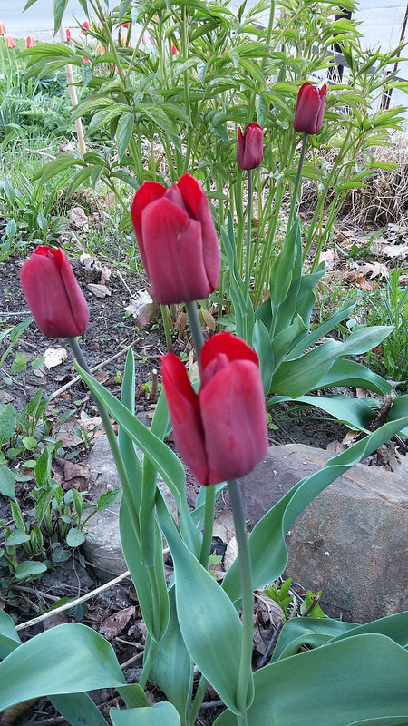 Tulipe, tulipes, Tulipa 'Jan Reus'