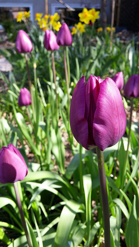 Tulipe, tulipes, Tulipa 'Negrita'